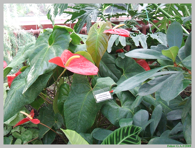Anthurium andreanum Антуриум Андрэ. Минск, Центральный ботанический сад. http://iloveua.org/article/82